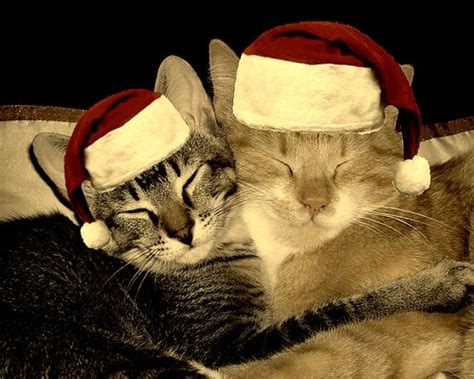 Holiday Stress And Your Cats