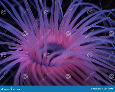Pink Sea Anemone Stock Photo Image Of Underwater Marine 11852582