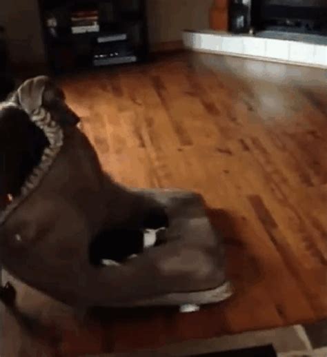 Cats Stealing Dog Beds Is Ultimate Hierarchy Goals  On Imgur