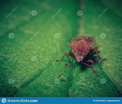Small Red Bug On A Green Leaf In A Forest Macro Capture Stock Photo