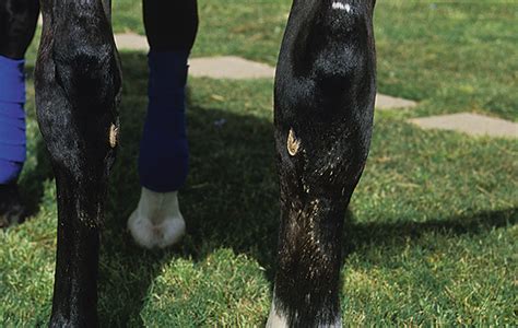 Swollen Limbs In Horses Handh Vip Horse And Hound