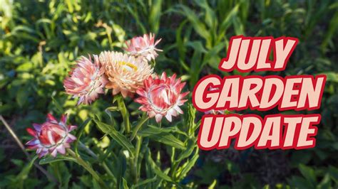 July Garden Update Youtube