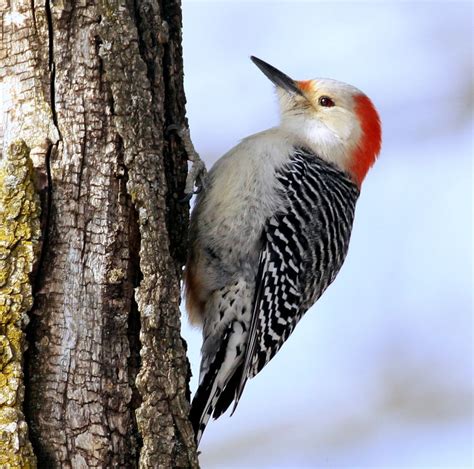 News Joint Bird Walk With Black River Audubon Society To French Creek