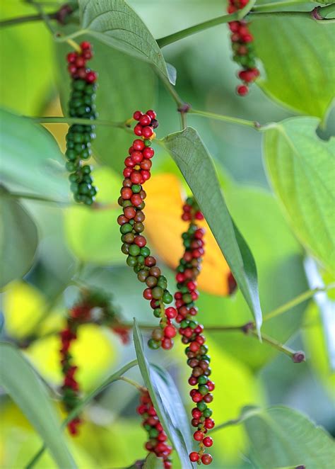 Black Pepper Vine Piper Nigrum Black Pepper Plant Pepper Plants