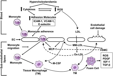 Mechanism Of Hypercholesterolemia Induced Atherosclerosis