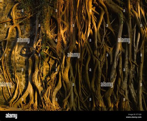 Roots Of Neem Tree Stock Photo 83636853 Alamy