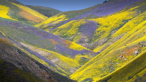 Mountains Covered By Wildflowers In Temblor Range Carrizo Plain