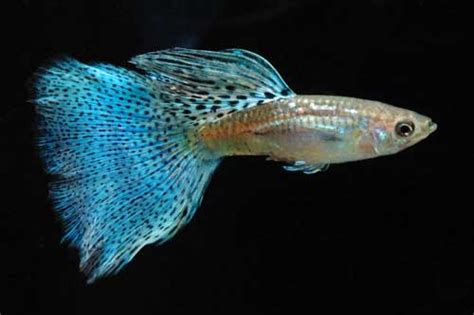 Guppy Classifications Based on Tail Pattern | All About Guppy