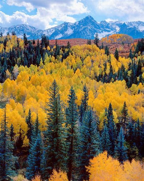 Fall Color In The San Juan Range Uncompahgre National Forest San