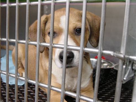 6 Ways To Help Homeless Pets And Animal Shelters Animal Shelter