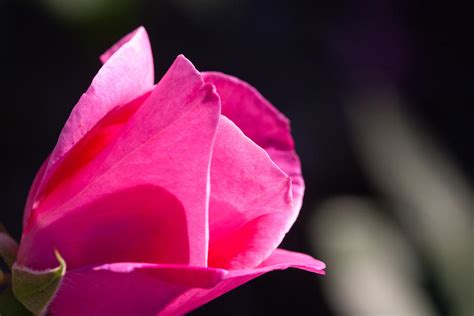 Pink Rose Bud Photograph By Dina Calvarese