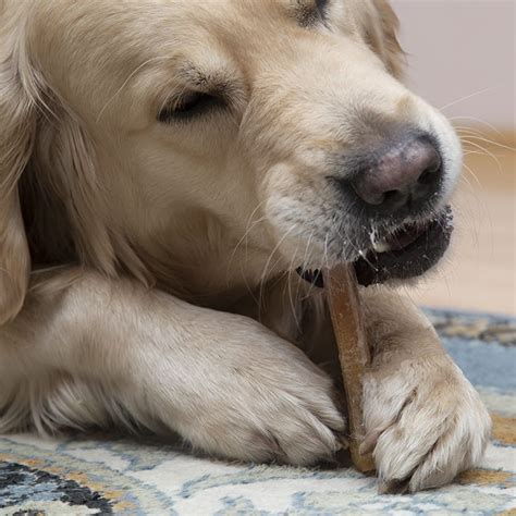 Problem Behaviors Dog Chewing Matthews Emergency Vet Signs Of