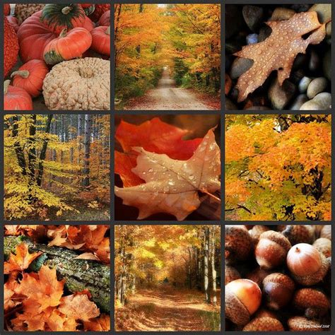 A Collage Of Photos With Autumn Leaves And Acorns