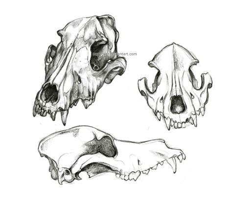 Canine Skull By Oxpecker On Deviantart