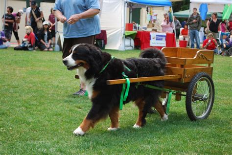 Bernese Mountain Dog Pulling A Cart Naomi Flickr