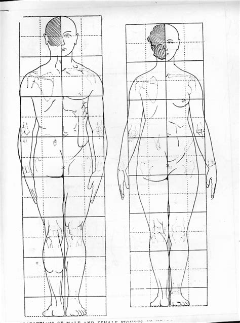 Figureproportion Face Drawing Reference Anatomy For