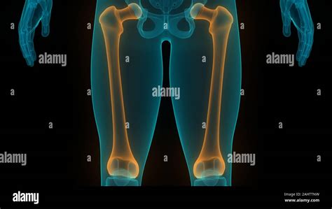 Human Skeleton System Femur Bone Joints Anatomy Stock Photo Alamy