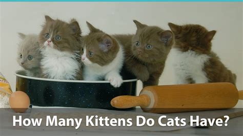How Many Kittens Can A Cat Have Per Litter And Over A Lifetime