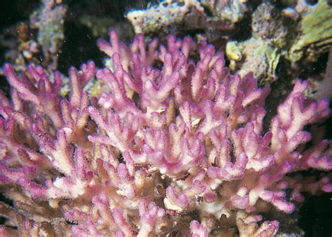 Is This Coral Pocillopora Acuta Or A Hybrid With Seriatopora Reef