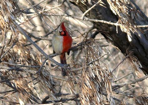 The northern cardinal (cardinalis cardinalis) is a bird in the genus cardinalis; Two Colors, Two Genders, One Mind Bender - A Cardinal's ...