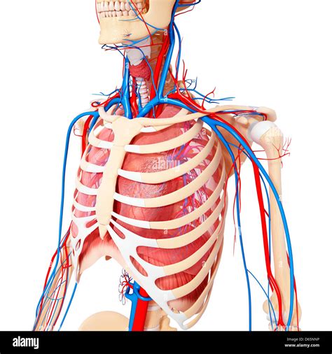 Chest Anatomy Artwork Stock Photo Alamy