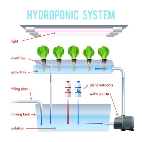 Hydroponics Colored Infographic 477674 Vector Art At Vecteezy