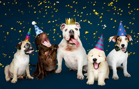 32 Dog Birthday Quotes To Celebrate Pups And Pet Lovers Great Pet Living