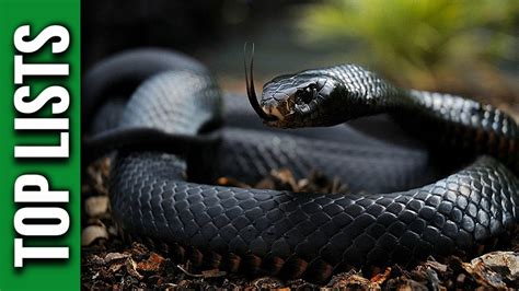 5 Most Venomous Snakes Youtube