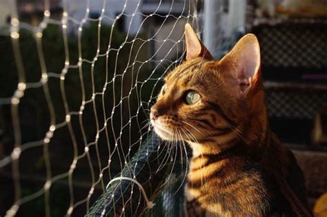 Can Bengal Cats Go Outside—explained In Detail