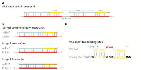 Design Of MiRNA Binding Sites Contained In Circular RNA Sponges A