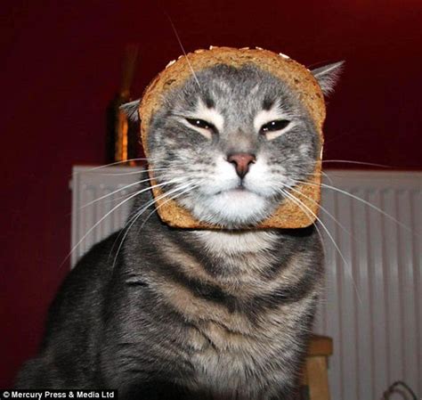 Internet Users Post Hilarious Pictures Of Their Cats Wearing Slices