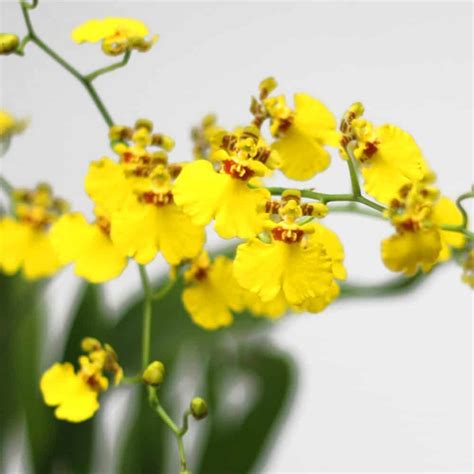 Growing And Caring For Oncidium Orchids At Home Morflora