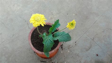 How Do You Grow Gerberas In Pots The Top Answers Chiangmaiplaces Net
