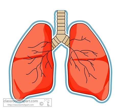 Human Lung Clipart 20 Free Cliparts Download Images On