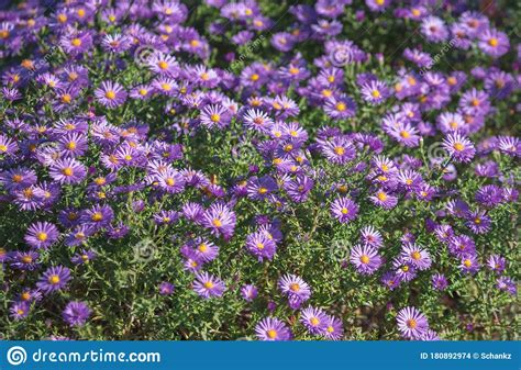Beautiful Purple Flowers In The Garden As A Background Stock Photo