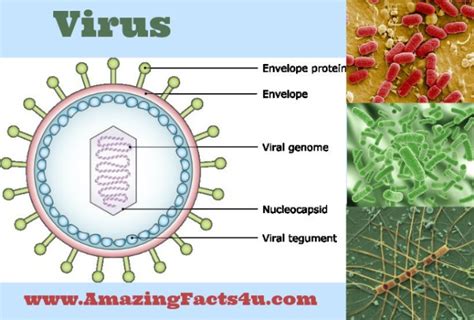 Virus Amazing Facts 4 U