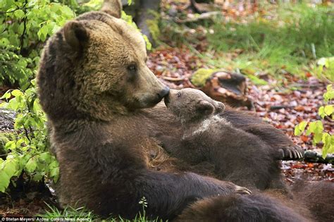Give Me A Kiss Mum Adorable Bear Cub Cuddles Up To Its Mother And