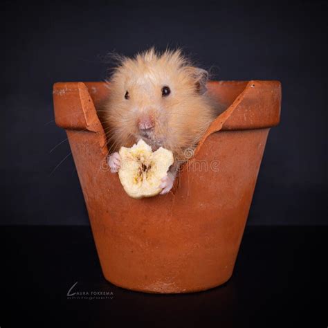 Cute Long Haired Syrian Hamster Stock Photo Image Of Orange Brown