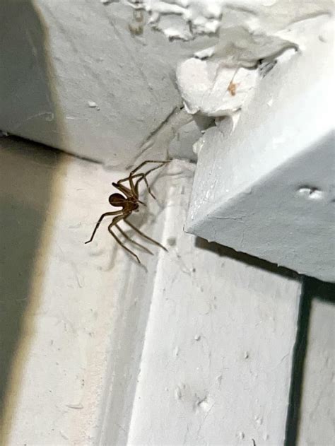 Id Please Juvenile Brown Recluse Found Inside North Central Alabama