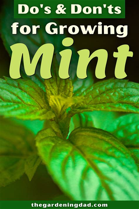 How To Grow Mint From Seed 11 Easy Tips Growing Mint Vegetable