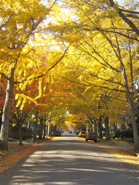 Read real reviews and see ratings for richmond handyman services for free! Golden splendor...near Carillon, Richmond, VA | Richmond ...