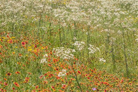 Old Plainsman And Other Wildflowers Photograph By Steven Schwartzman