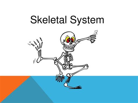 Ppt Skeletal System Powerpoint Presentation Free Download Id2686931