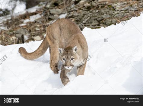 Mountain Lion Hunts Prey Snowy Image And Photo Bigstock