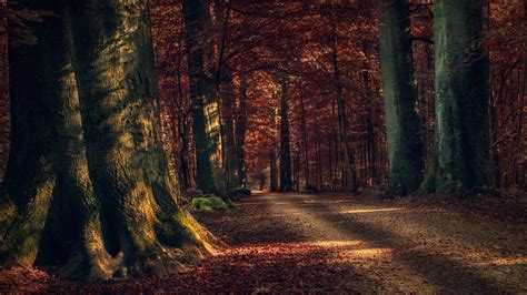 3840x2160 Autumn Forest Path Wallpaper Forest Hd Wallpaper For