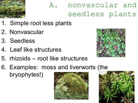 Plant Divisions Mosses And Ferns