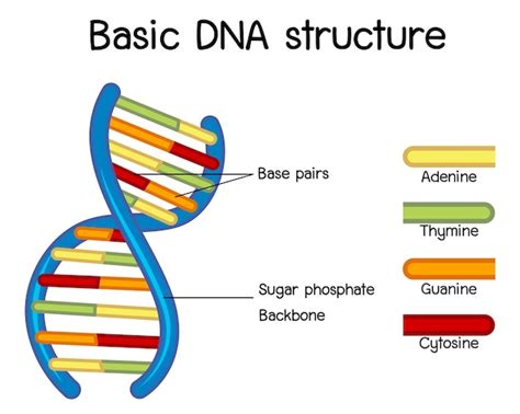 Premium Vector Science Of Basic Dna Structure Poster