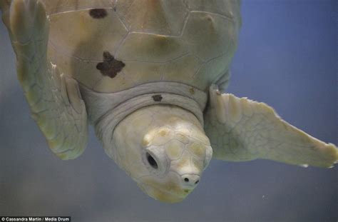 Turtlely All White Baby Albino Nick Named Alba By Zoo Visitors Is