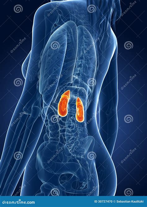 Female Kidneys Stock Illustration Illustration Of Stomach 30727470