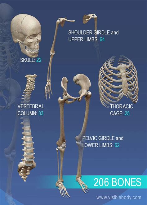 All the bones that make up the rest of the human body, such as ribs, pelvis, clavicle, all the skull bones, backbone, humerus, ulna, radius, carpals and metacarpals a vertebra is a series of bone in the spinal column (also called spine or backbone, but it is made up of many bones, not one bone. Overview of Skeleton | Learn Skeleton Anatomy